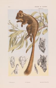 Leadbeaters Possum, Gymnobelideus leadbeateri
